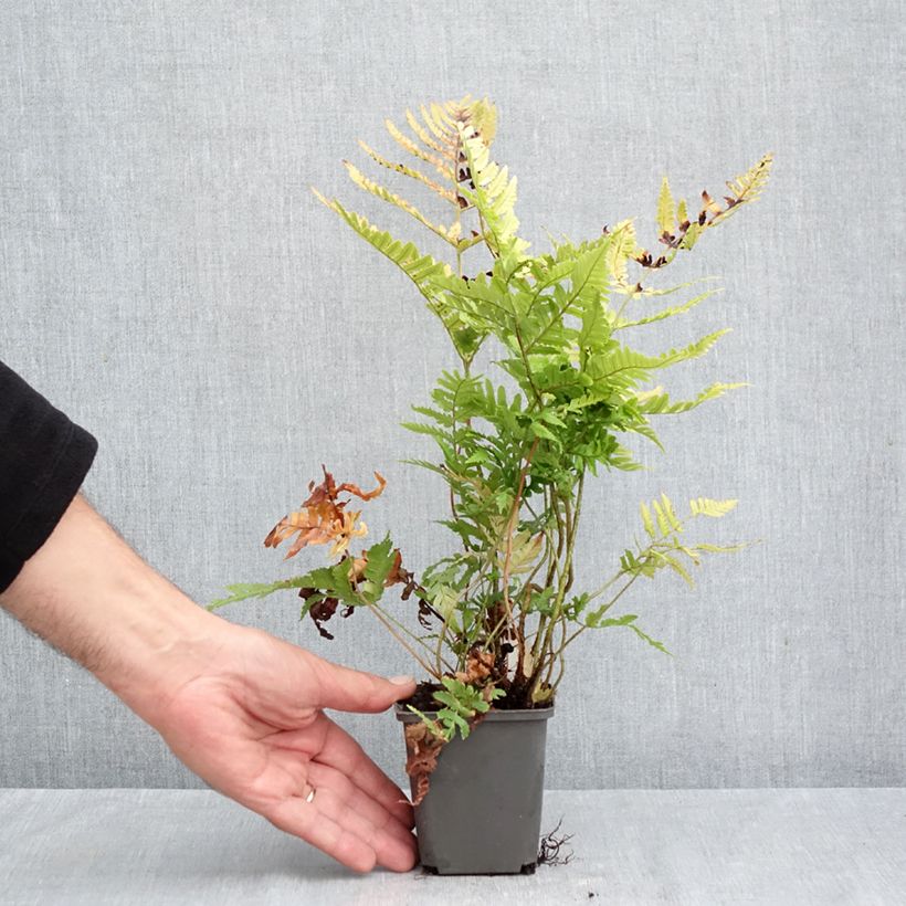 Esemplare di Dryopteris erythrosora Prolifica Vasetto da 8/9 cm come consegnato in autunno