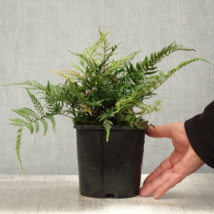 Esemplare di Dryopteris erythrosora Prolifica Vaso da 2L/3L come consegnato in autunno