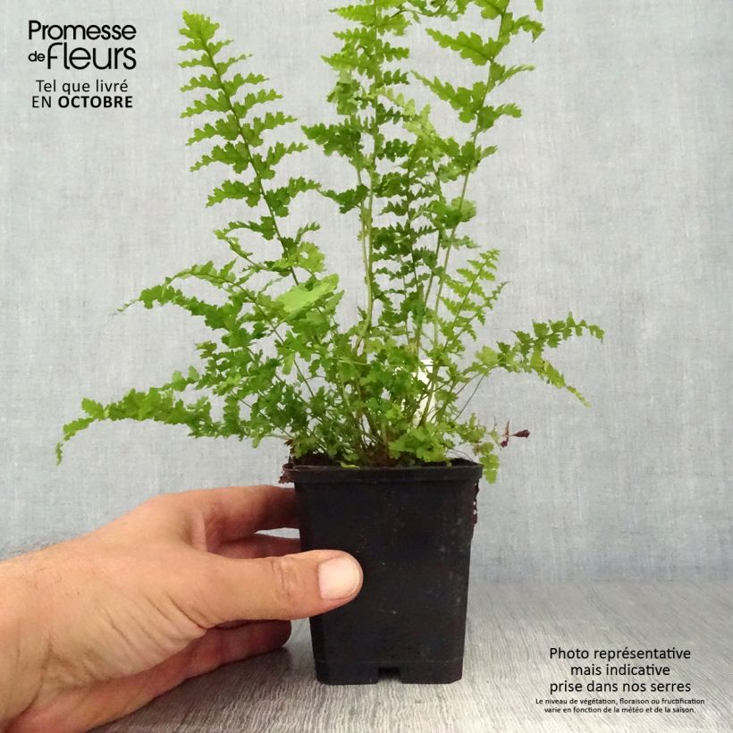 Esemplare di Dryopteris filix-mas Barnesii - Felce maschio Vasetto da 8/9 cm come consegnato in autunno