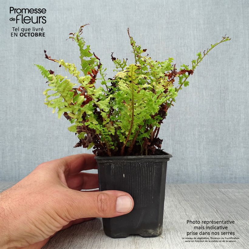 Esemplare di Dryopteris filix-mas Crispa Cristata - Felce maschio Vasetto da 8/9 cm come consegnato in autunno