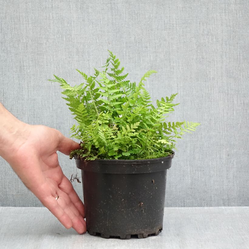 Esemplare di Dryopteris filix-mas - Felce maschio Vaso da 2L/3L come consegnato in autunno