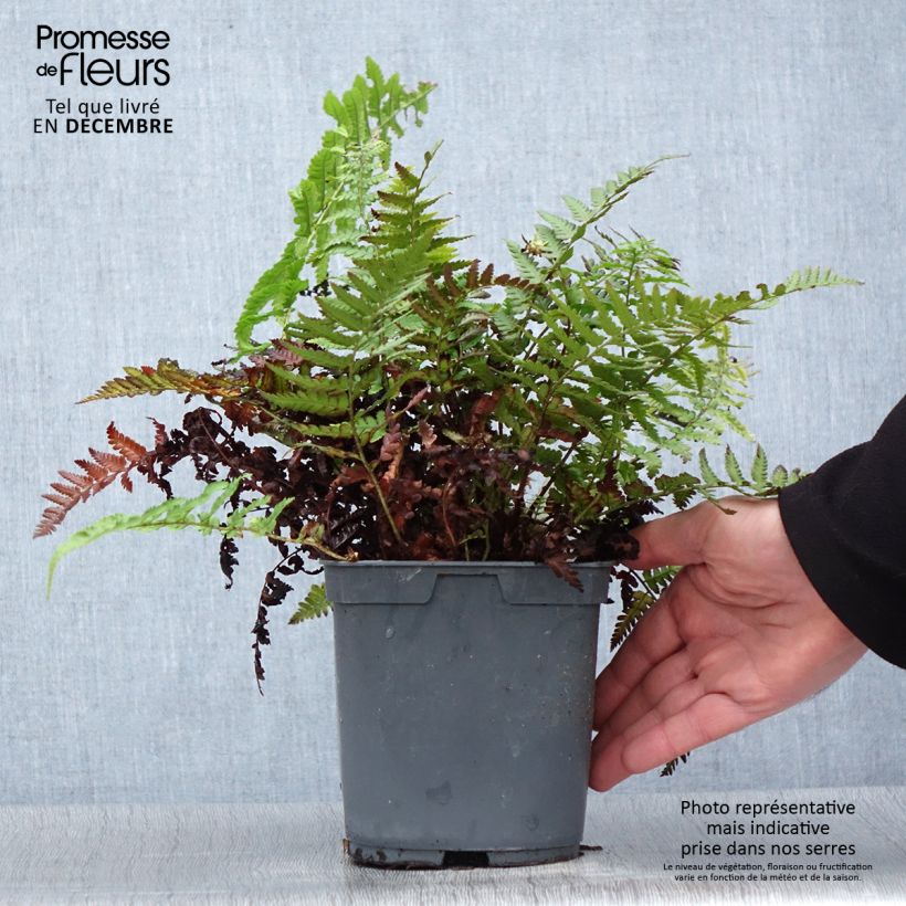 Dryopteris filix-mas - Felce maschio Vaso da 2L/3L esemplare consegnato in inverno
