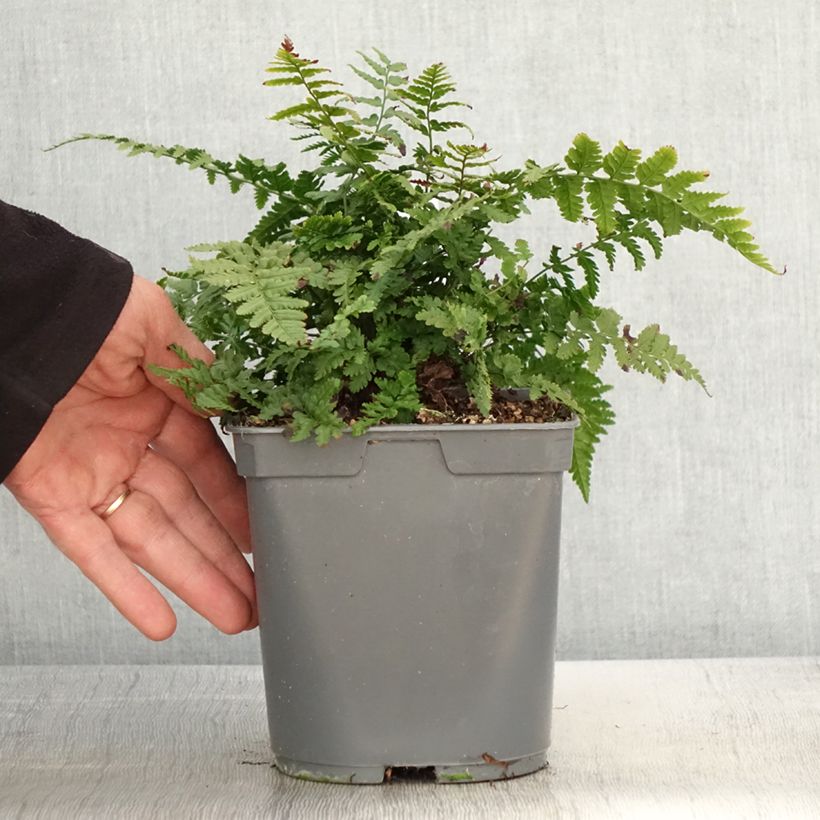 Dryopteris filix-mas - Felce maschio Vaso da 2L/3L esemplare consegnato in primavera