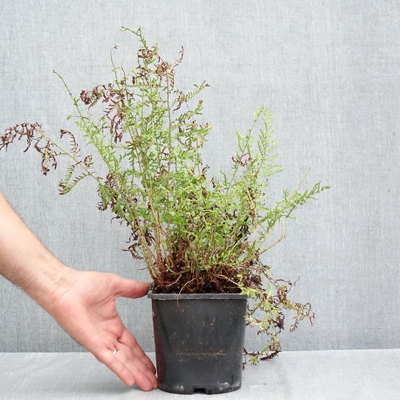 Esemplare di Dryopteris filix-mas Linearis Polydactyla - Felce maschio Vaso da 2L/3L come consegnato in autunno