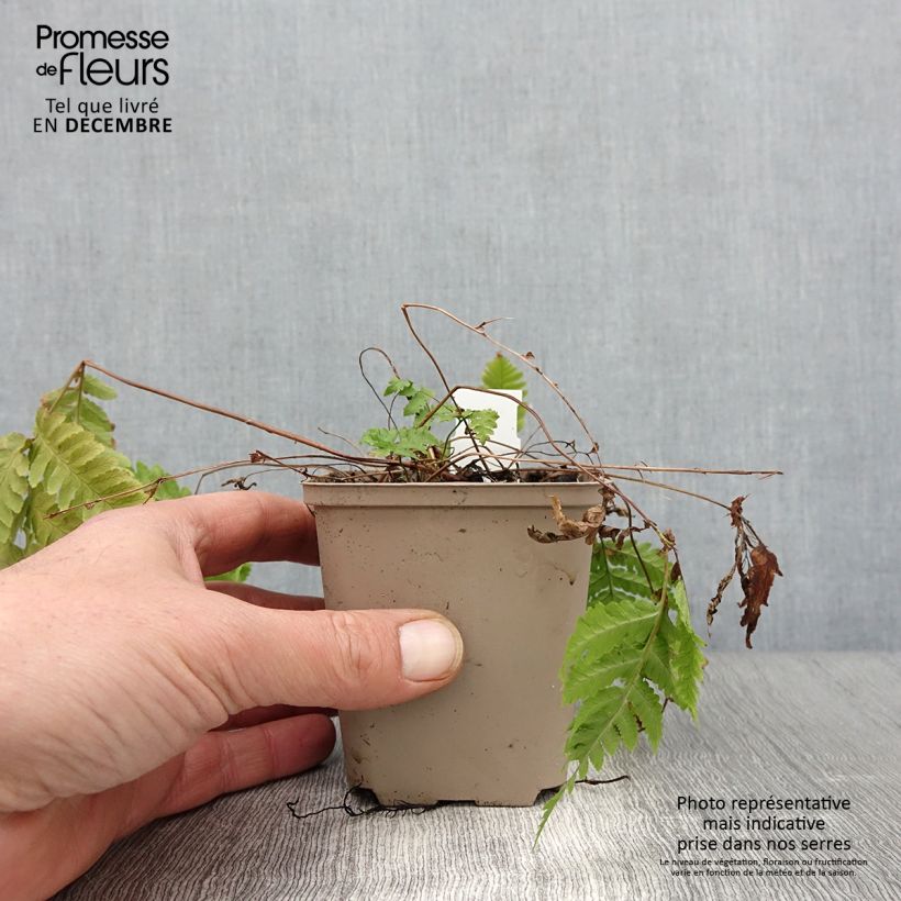 Esemplare di Dryopteris goldieana Vasetto da 8/9 cm come consegnato in autunno