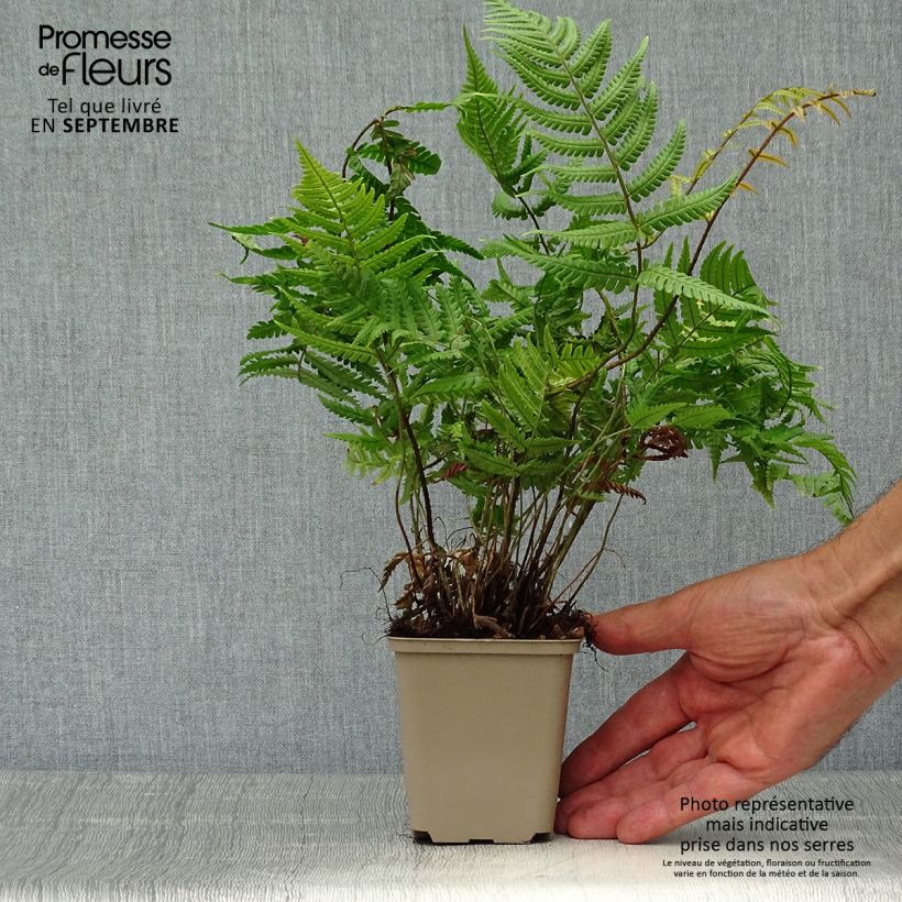Esemplare di Dryopteris lepidopoda Vasetto da 8/9 cm come consegnato in autunno