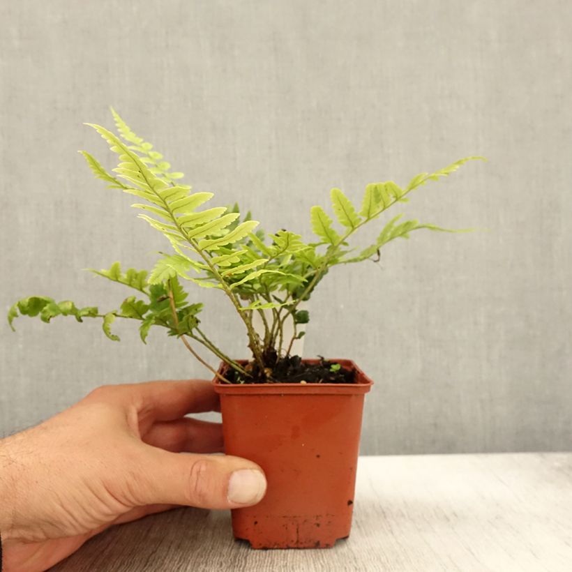 Esemplare di Dryopteris ludoviciana Vasetto da 8/9 cm come consegnato in autunno