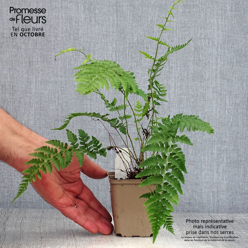 Esemplare di Dryopteris marginalis Vasetto da 8/9 cm come consegnato in autunno