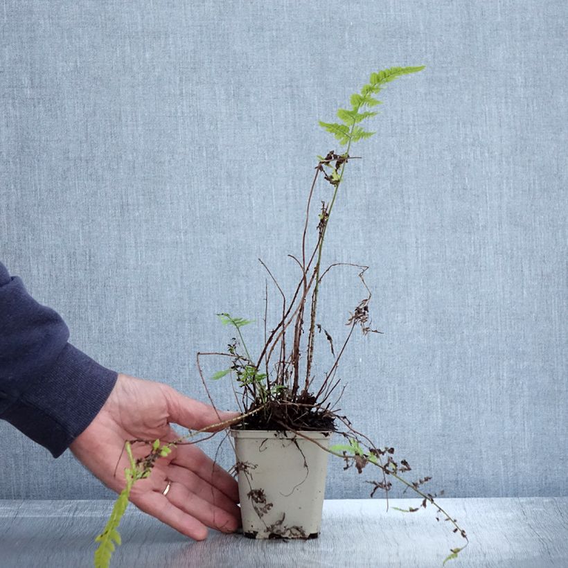 Esemplare di Dryopteris sieboldii Vasetto da 8/9 cm come consegnato in autunno