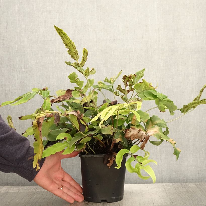 Esemplare di Dryopteris sieboldii Vaso da 2L/3L come consegnato in autunno
