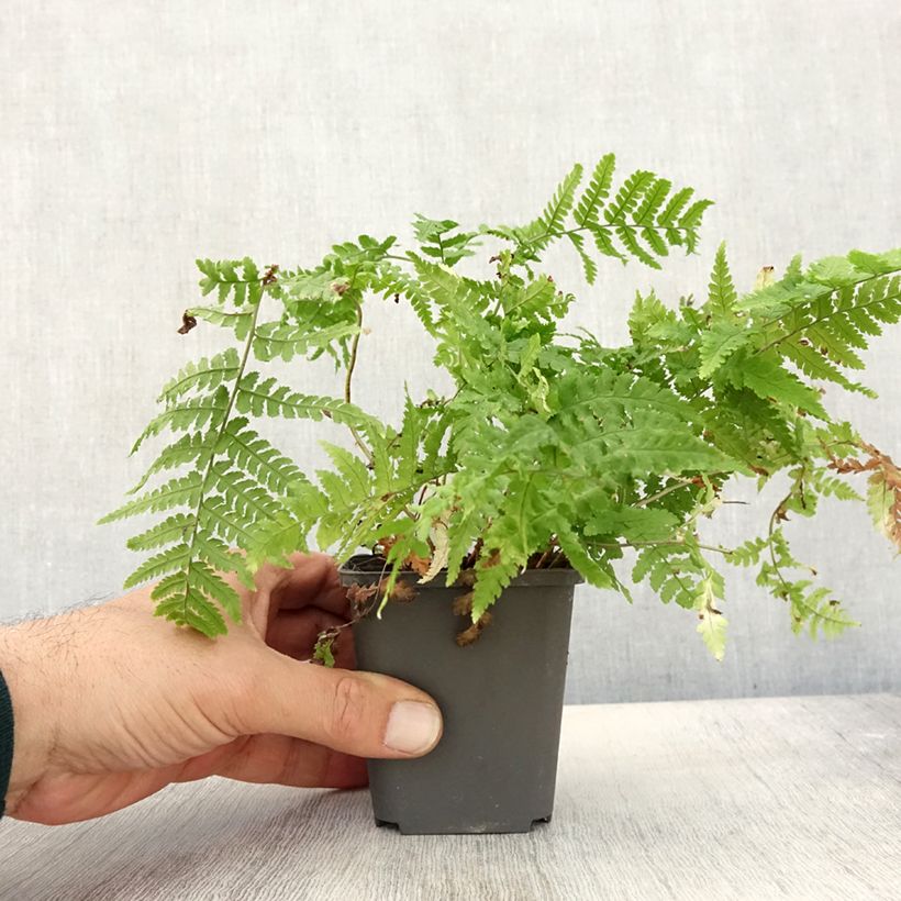 Esemplare di Dryopteris stewartii Vasetto da 8/9 cm come consegnato in autunno