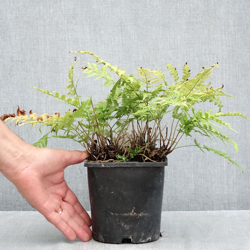 Esemplare di Dryopteris stewartii Vaso da 2L/3L come consegnato in autunno