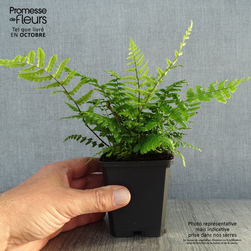 Esemplare di Dryopteris wallichiana Vasetto da 8/9 cm come consegnato in autunno