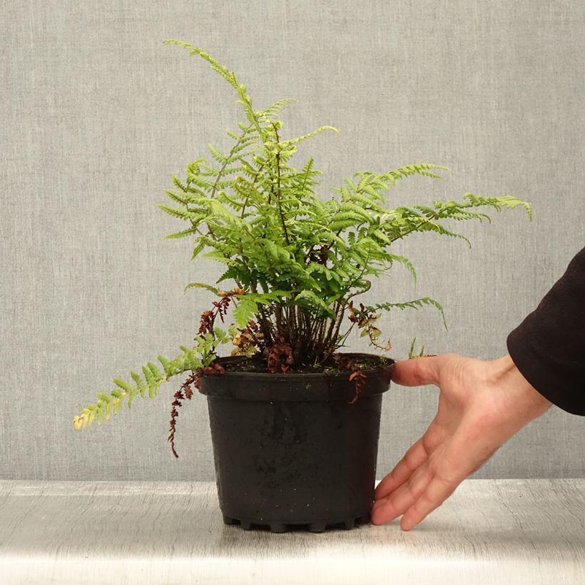 Esemplare di Dryopteris wallichiana Vaso da 2L/3L come consegnato in autunno