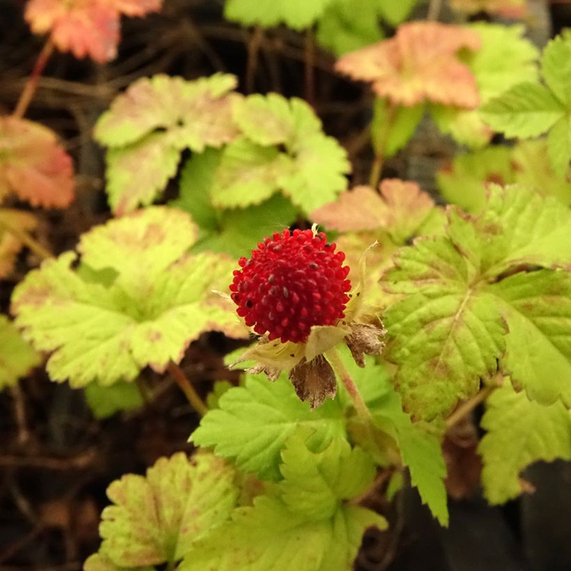 Duchesnea indica - Falsa fragola (Fioritura)
