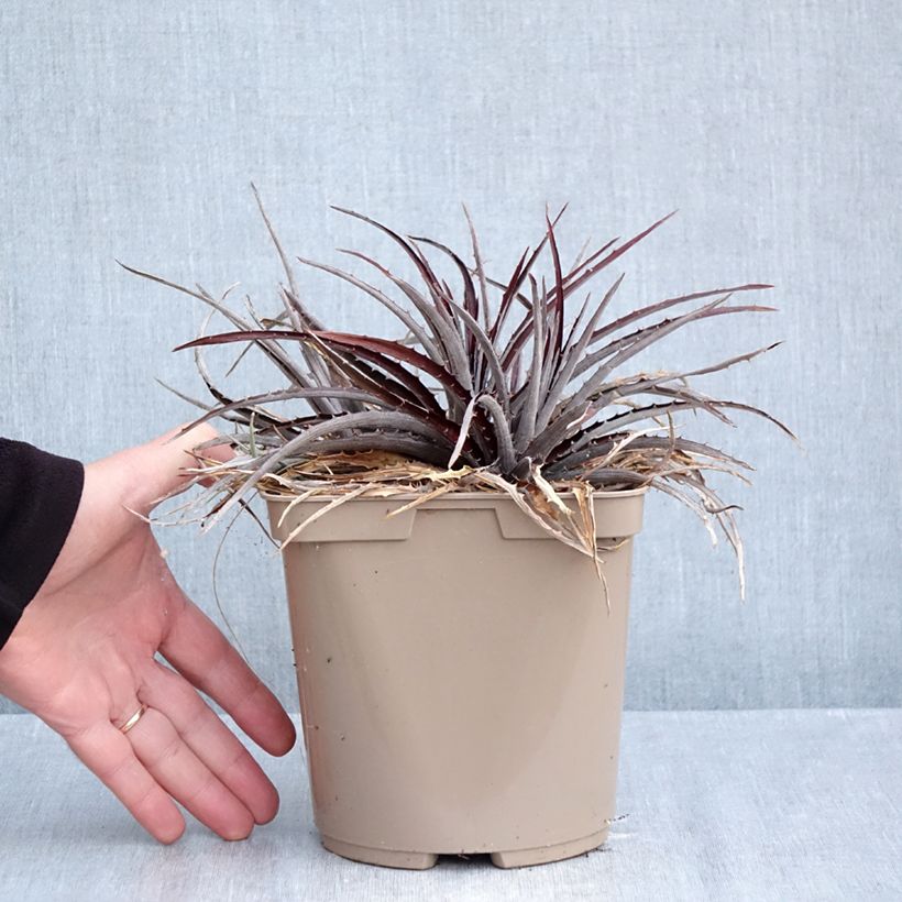 Esemplare di Dyckia Burgundy Ice Vaso da 3L/4L come consegnato in autunno