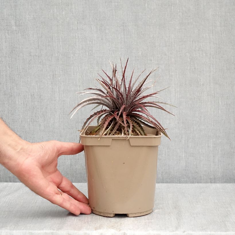 Esemplare di Dyckia Burgundy Ice Vaso da 3L/4L consegnato in estate