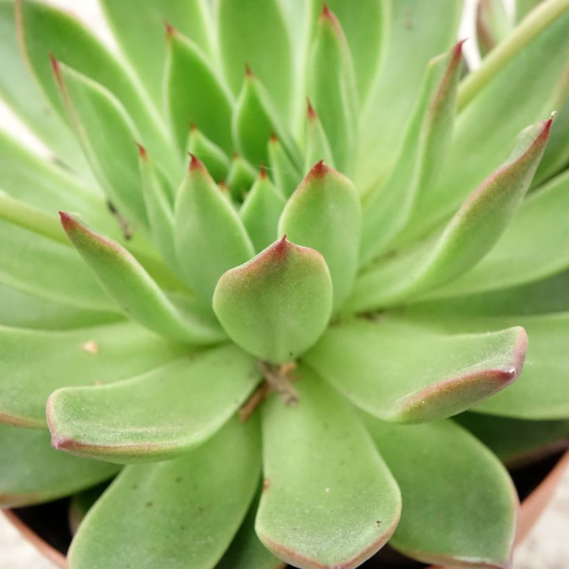 Echeveria agavoides (Fogliame)