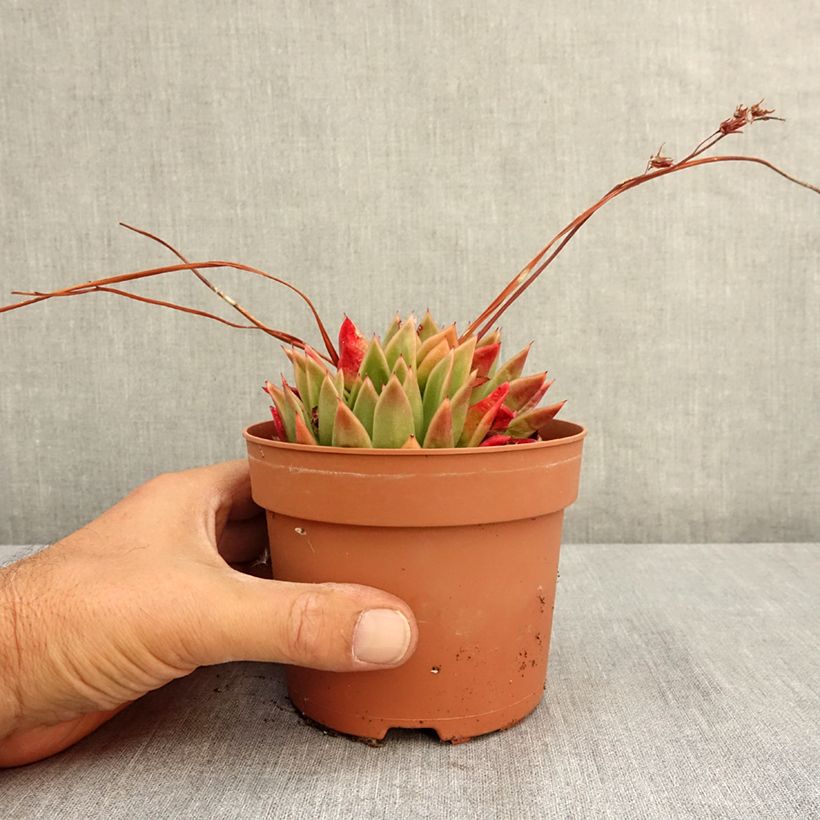 Esemplare di Echeveria agavoides Vaso da 1L/1,5L consegnato in estate