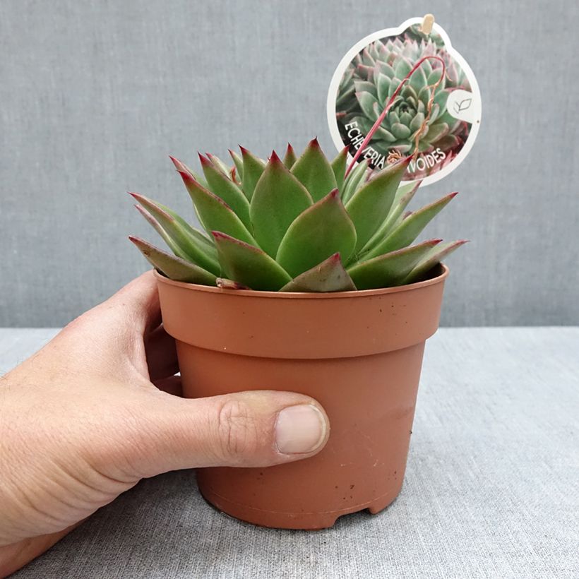 Echeveria agavoides Vaso da 1L/1,5L esemplare consegnato in primavera