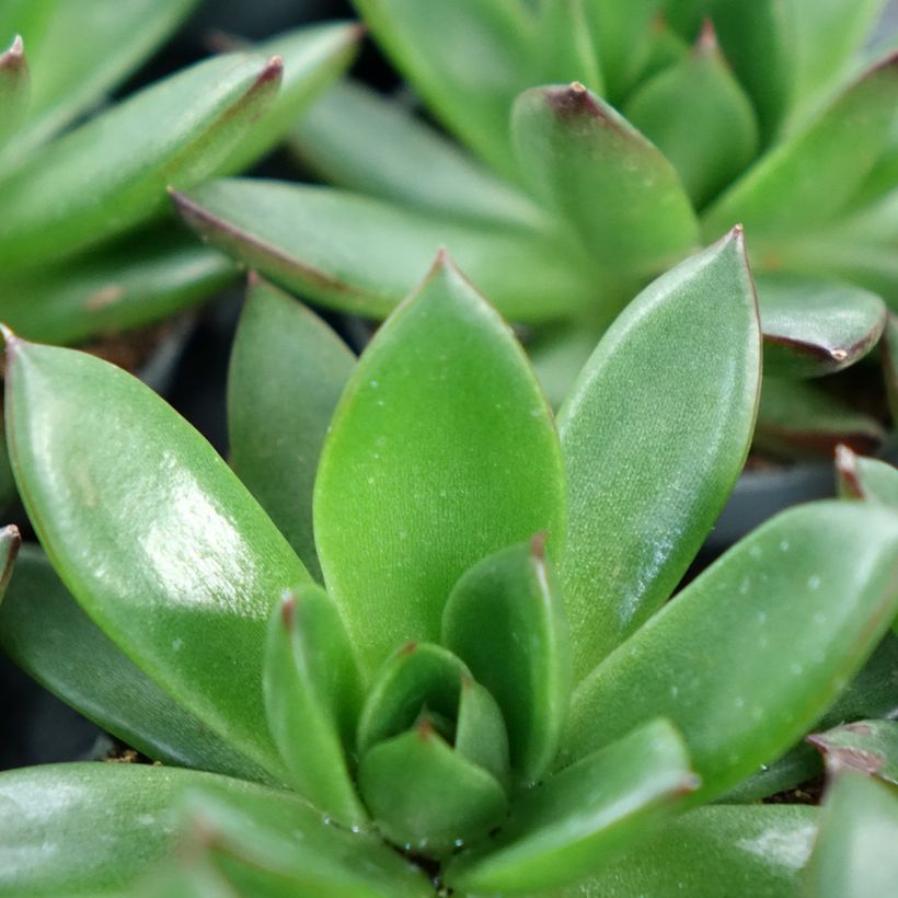 Echeveria agavoides Red Tip (Fogliame)