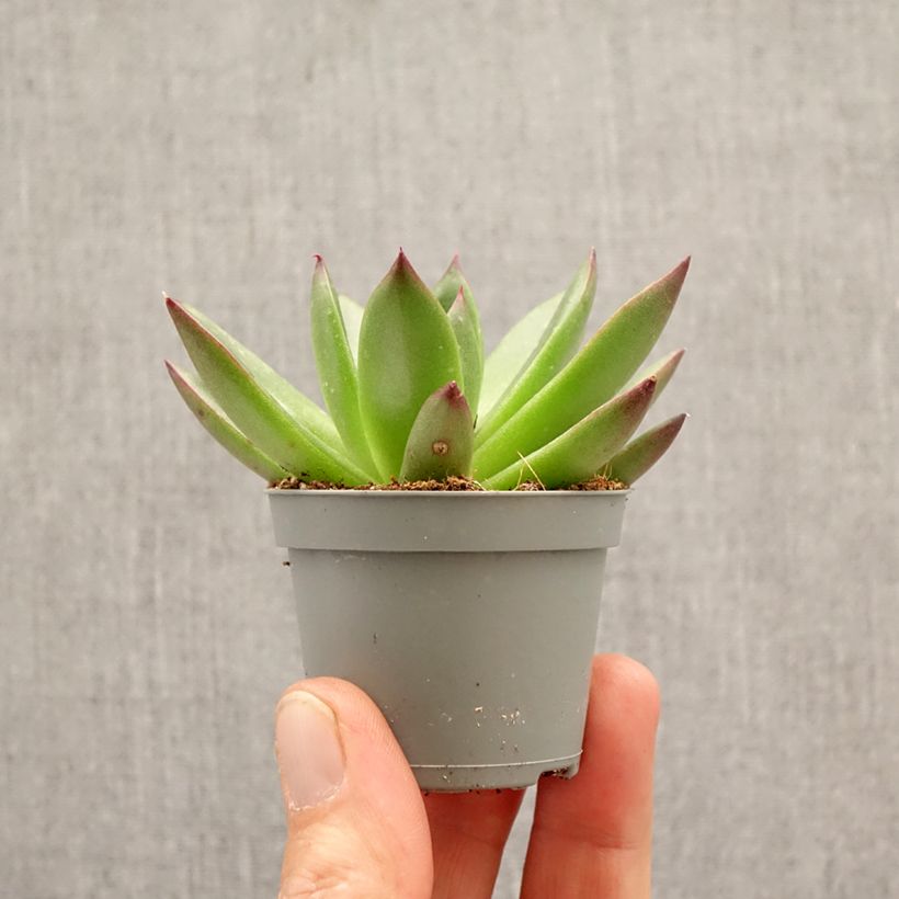 Echeveria agavoides Red Tip mini-pianta esemplare consegnato in primavera