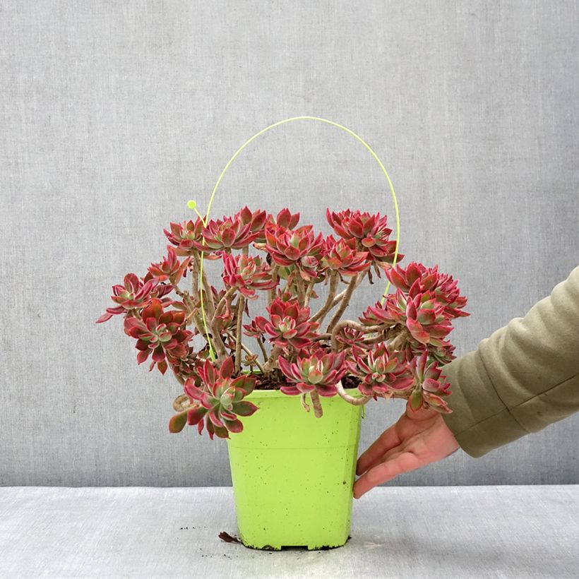 Echeveria Devotion Vaso da 3L/4L esemplare consegnato in inverno