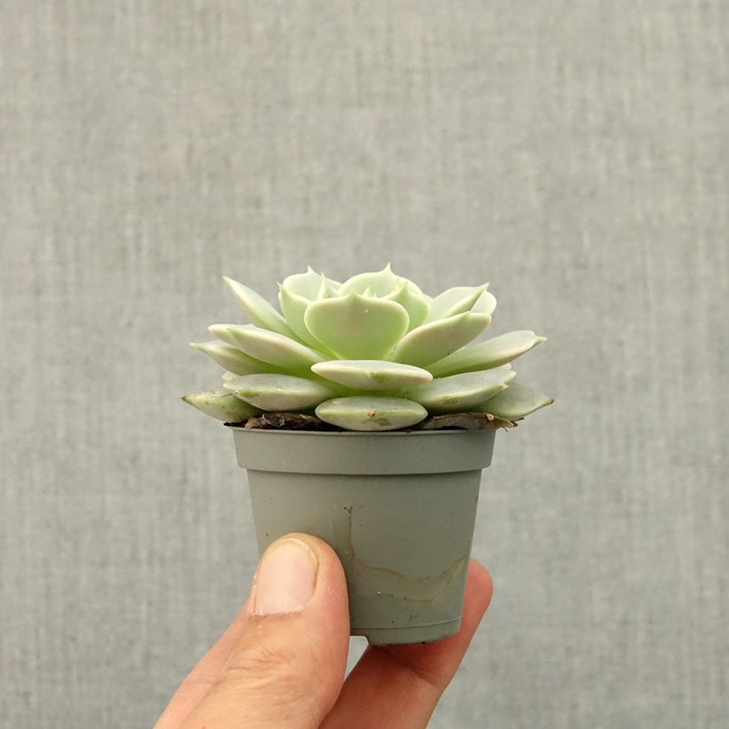Echeveria Lola Mini-plante esemplare consegnato in primavera