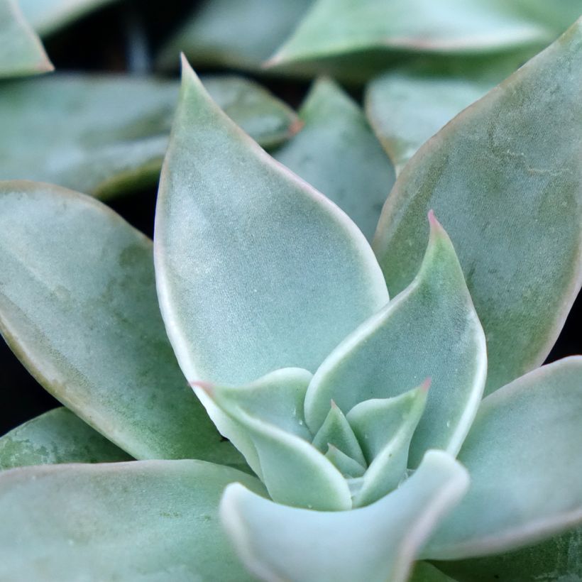 Echeveria Madiba (Fogliame)