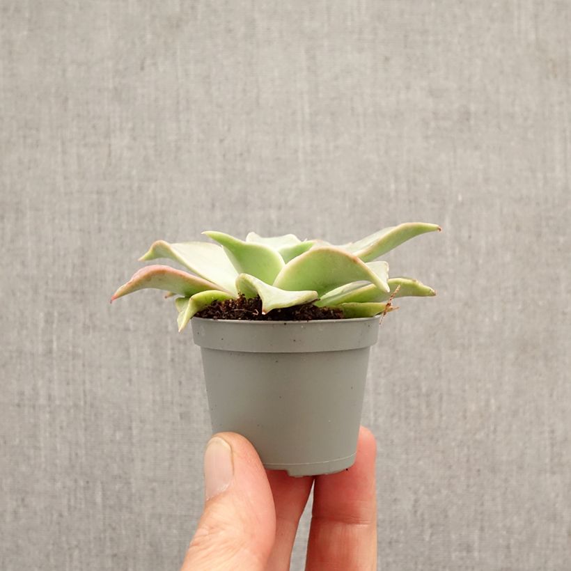 Echeveria Madiba mini-pianta esemplare consegnato in primavera