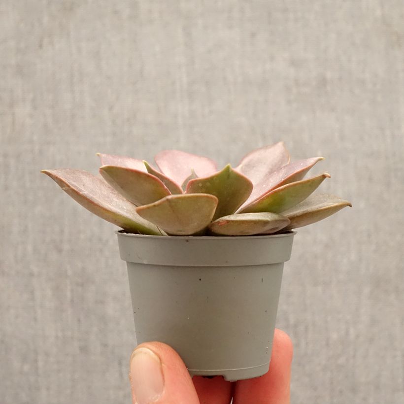 Echeveria Nina mini-pianta esemplare consegnato in primavera