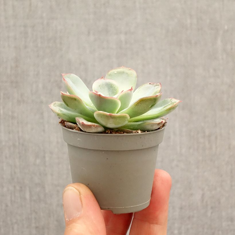 Echeveria Parva mini-pianta esemplare consegnato in primavera