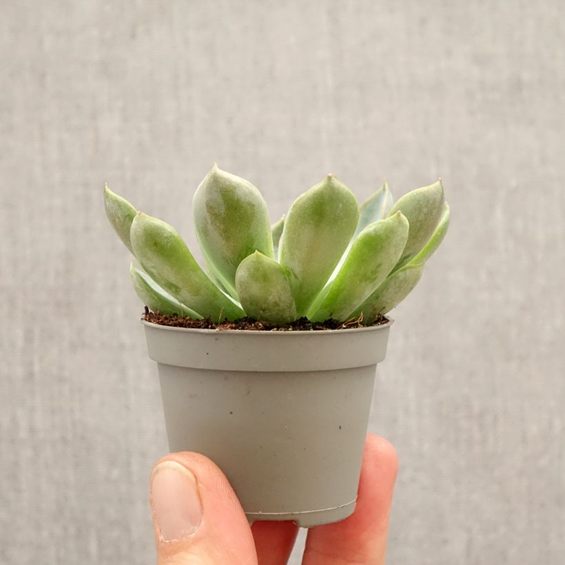 Echeveria Pink Edge mini-pianta esemplare consegnato in primavera