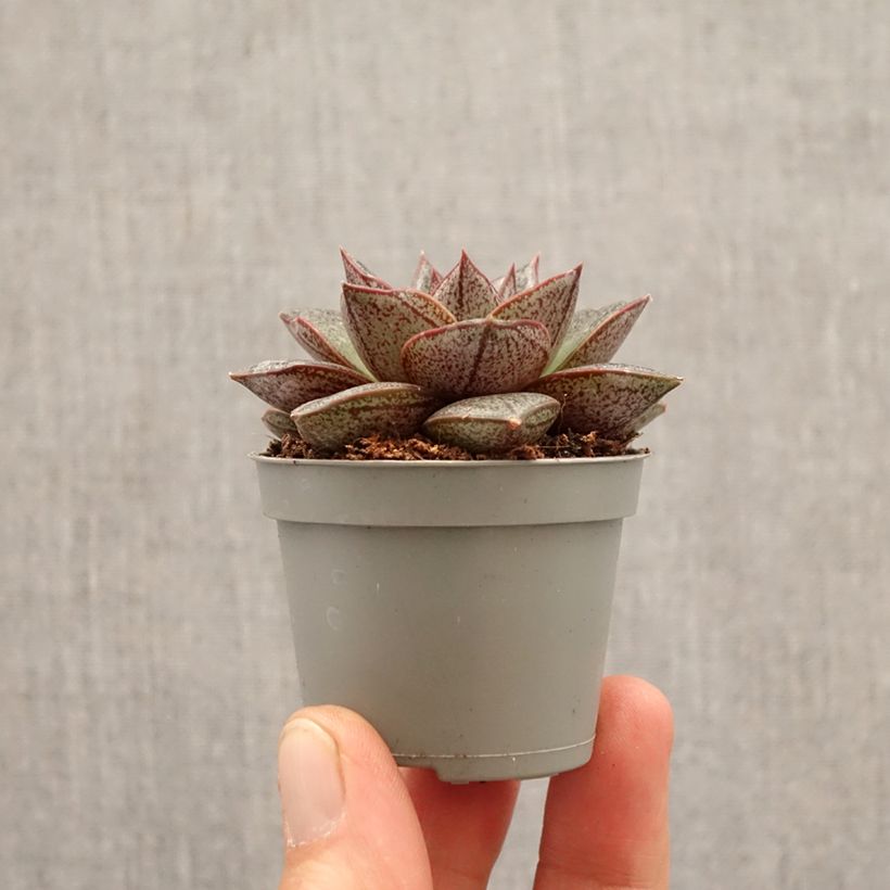 Echeveria purpusiorum mini-pianta esemplare consegnato in primavera