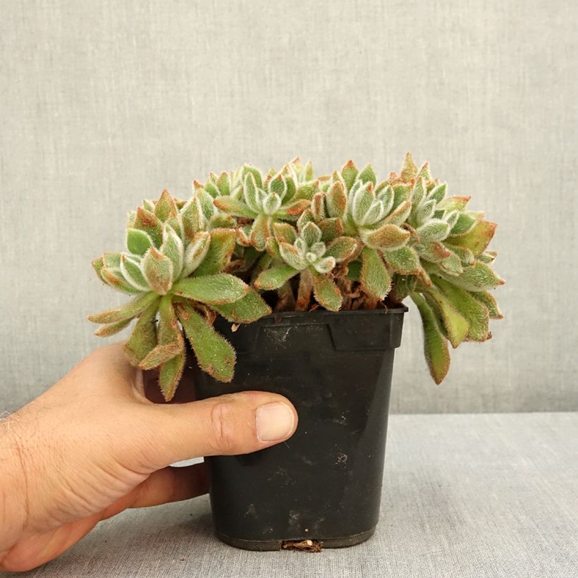Esemplare di Echeveria setosa Vaso da 1L/1,5L consegnato in estate
