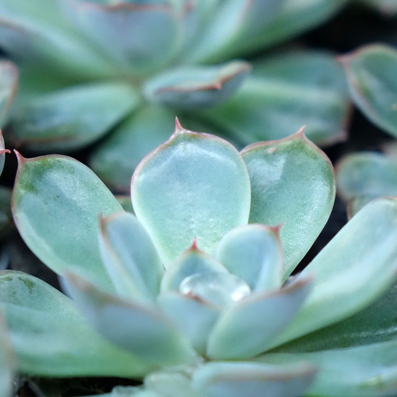 Echeveria Shira (Fogliame)