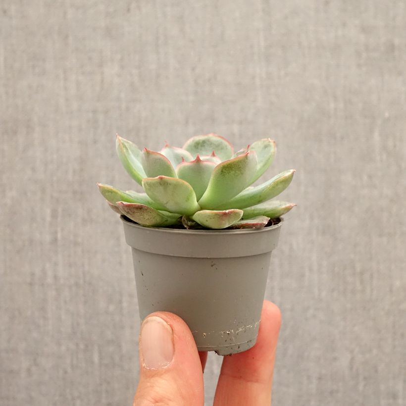 Echeveria Shira mini-pianta esemplare consegnato in primavera
