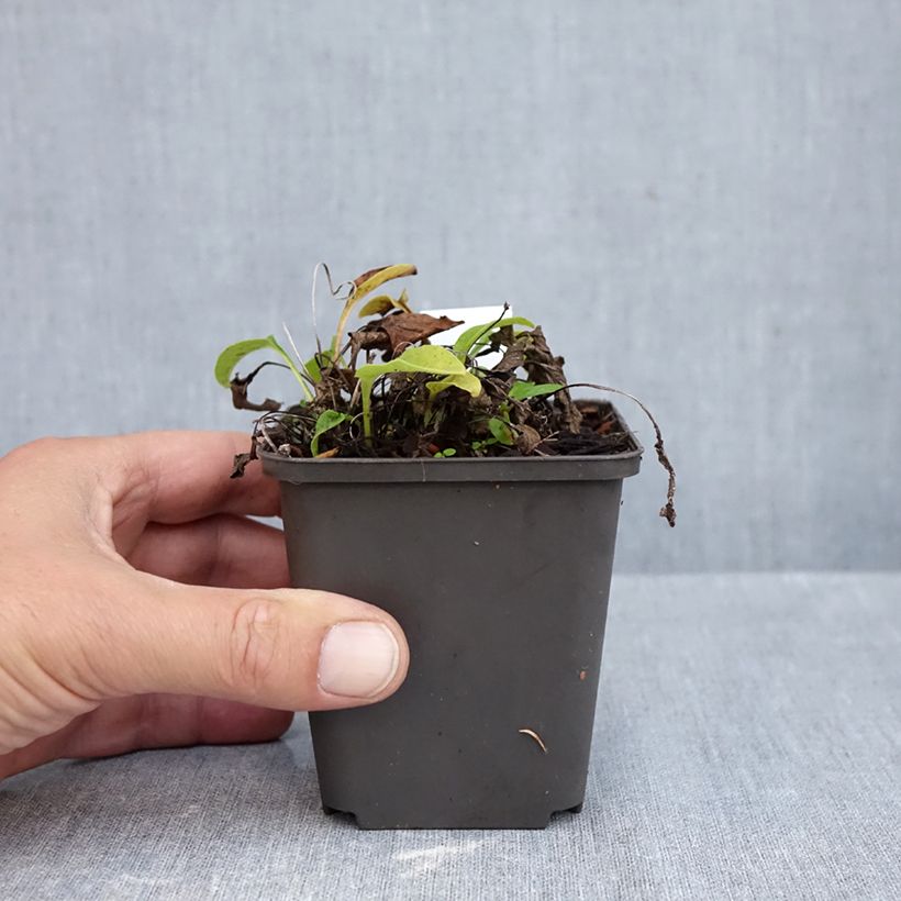 Esemplare di Echinacea purpurea Avalanche Vasetto da 8/9 cm come consegnato in autunno