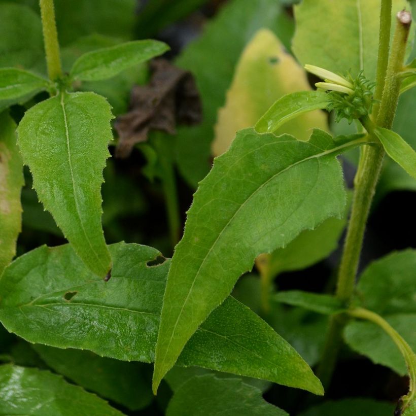 Echinacea purpurea Avalanche (Fogliame)
