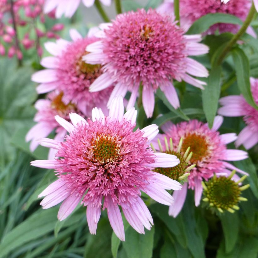 Echinacea purpurea Butterfly Kisses (Fioritura)