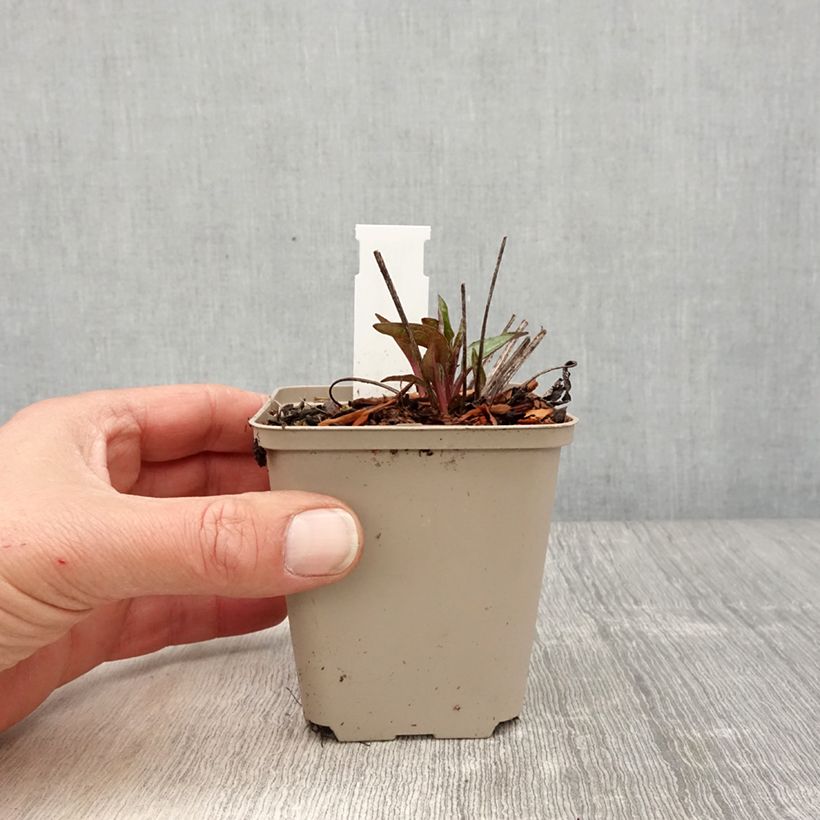 Echinacea purpurea Cheyenne Spirit Vasetto da 8/9 cm esemplare consegnato in primavera