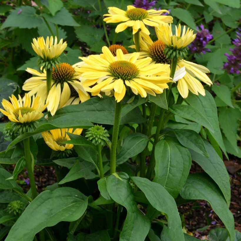 Echinacea purpurea Chiquita (Porto)
