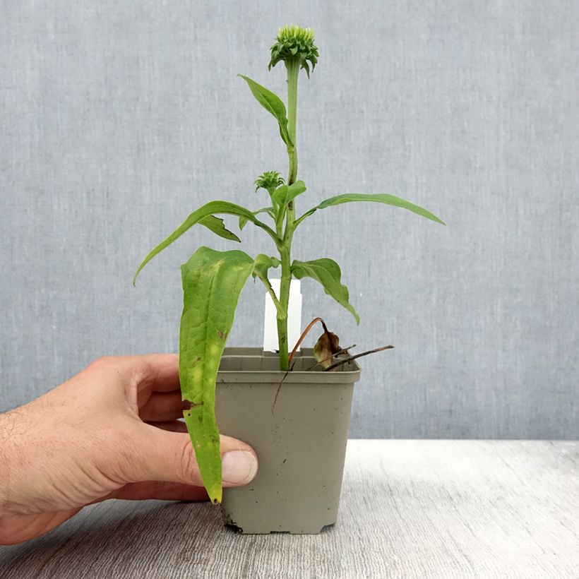 Esemplare di Echinacea purpurea Chiquita Vasetto da 8/9 cm come consegnato in autunno