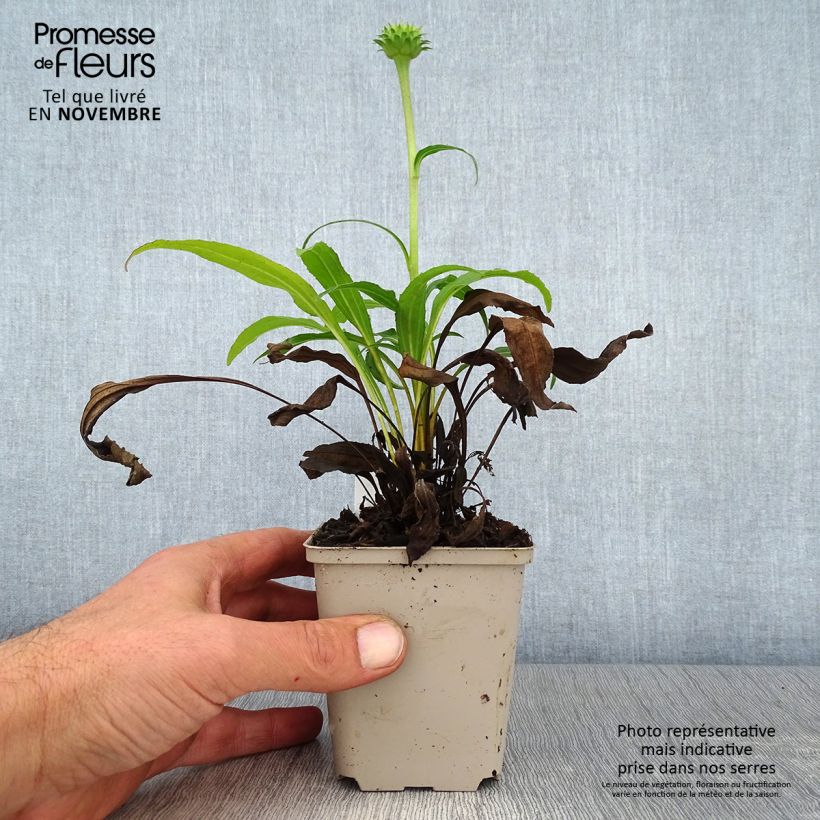 Esemplare di Echinacea purpurea Colourburst Orange Vasetto da 8/9 cm come consegnato in autunno