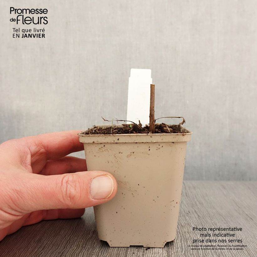 Echinacea purpurea Colourburst Orange Vasetto da 8/9 cm esemplare consegnato in inverno