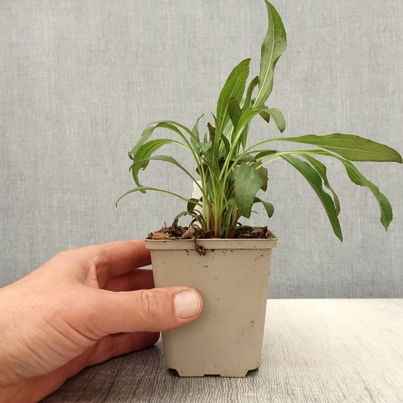 Echinacea purpurea Colourburst Orange Vasetto da 8/9 cm esemplare consegnato in primavera