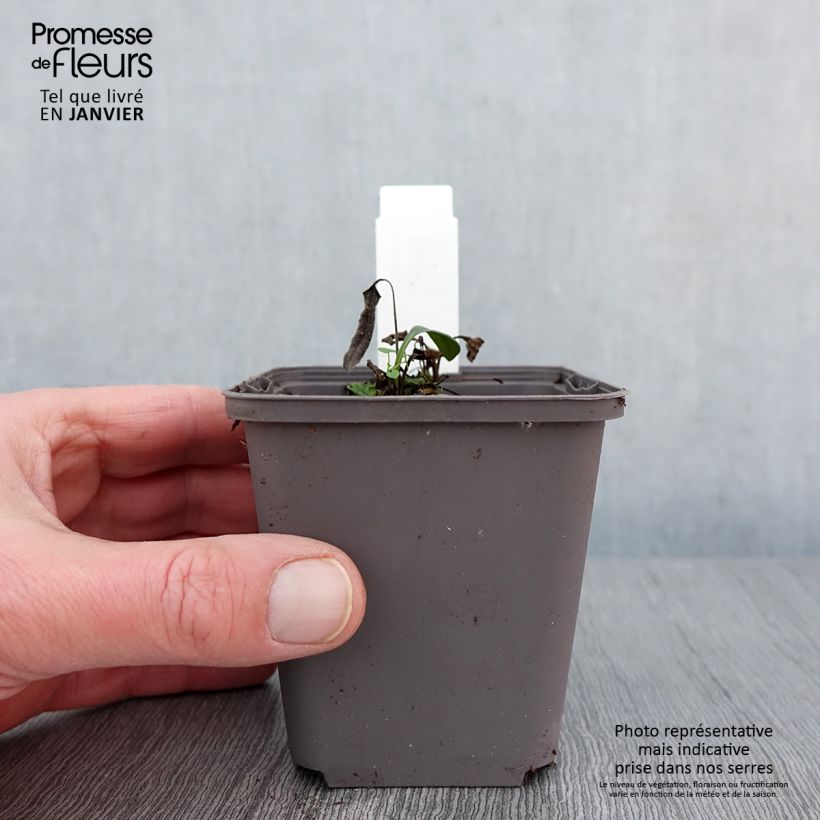 Echinacea Dark Shadows Wicked Vasetto da 8/9 cm esemplare consegnato in inverno