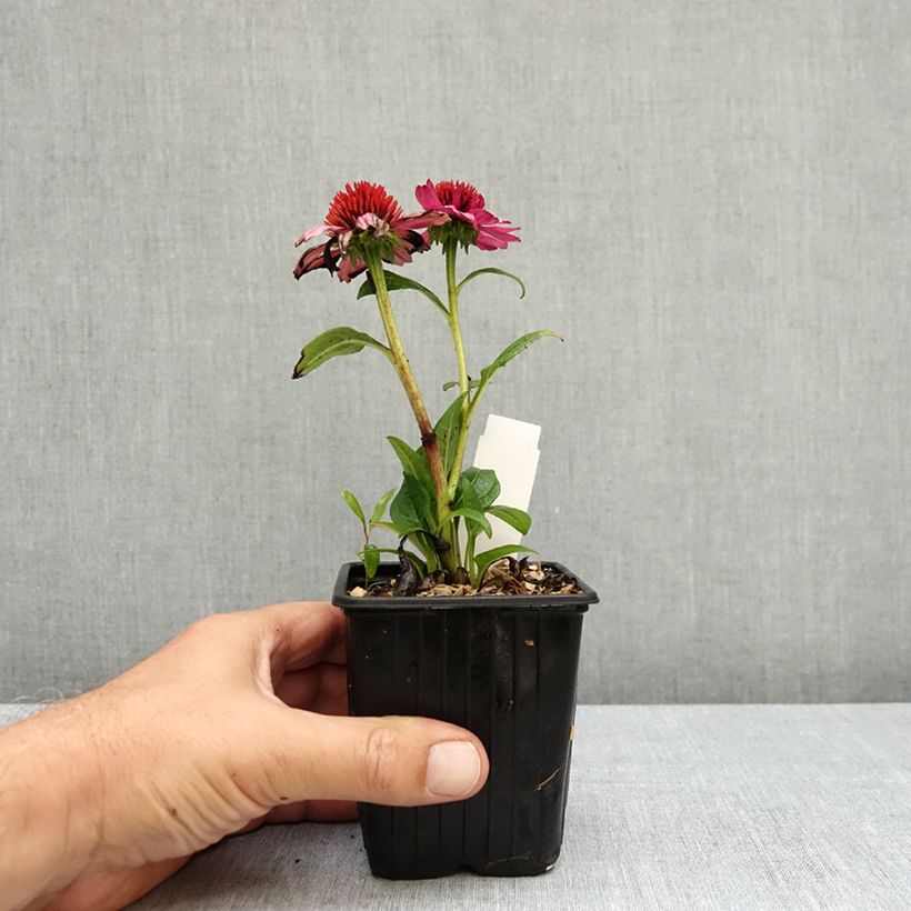 Esemplare di Echinacea Evolution Colorific Vasetto da 8/9 cm consegnato in estate