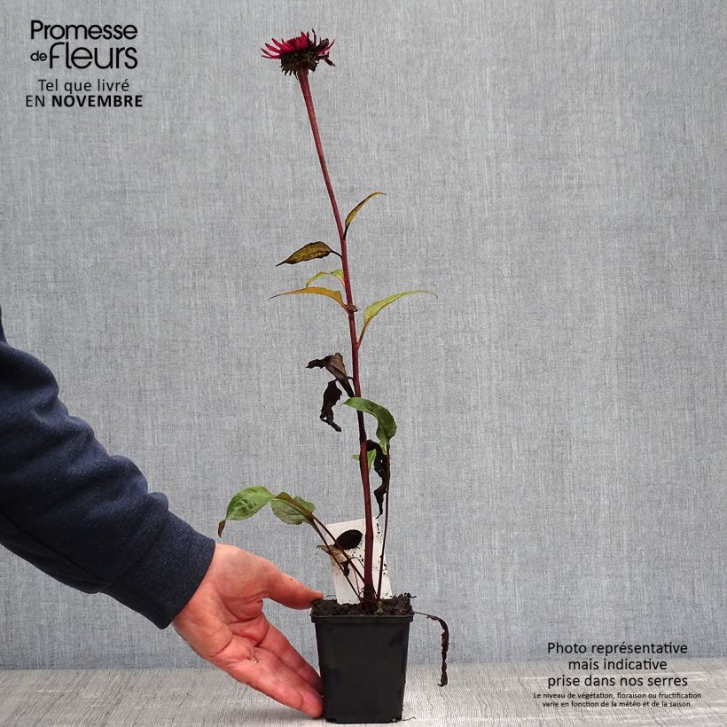 Esemplare di Echinacea purpurea Fatal Attraction Vasetto da 8/9 cm come consegnato in autunno