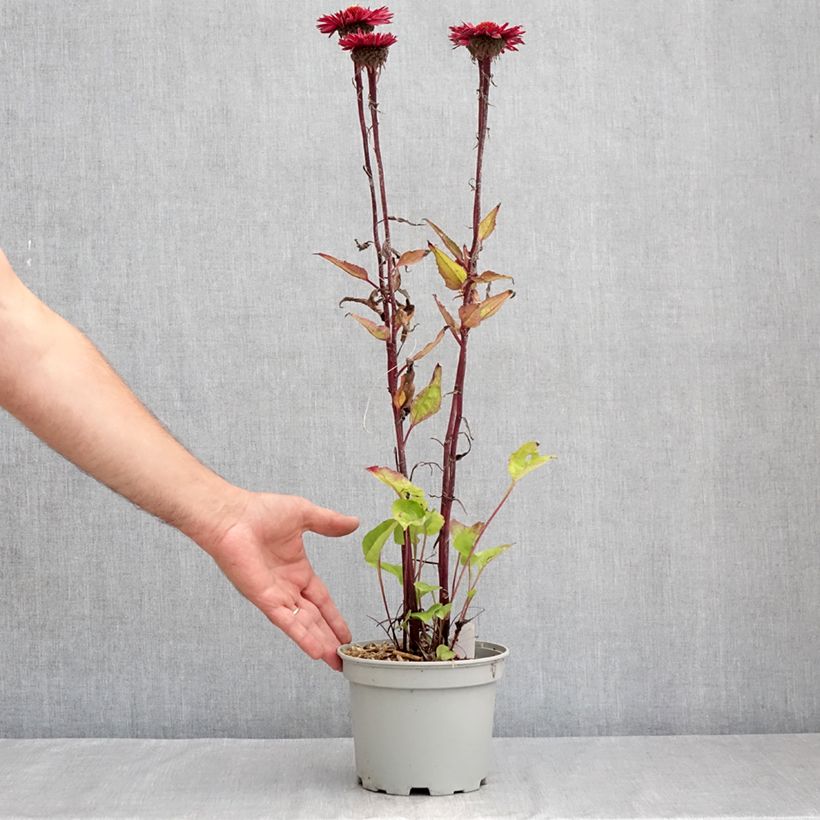 Esemplare di Echinacea purpurea Fatal Attraction Vaso da 2L/3L consegnato in estate